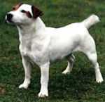 MERELY MEGAN OF JACK'S PARADISE | Jack Russell Terrier 