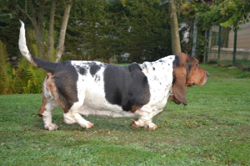 H.Nora du hameau de bonipaire | Basset Hound 