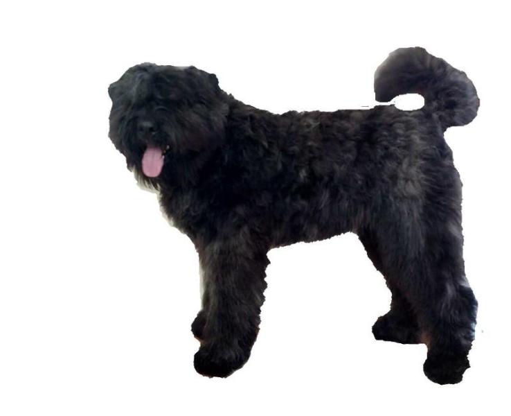 Mullomm Etta Rhianna | Bouvier des Flandres 