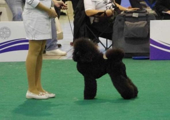 Orvea's Ad Alta Moda | Poodle 