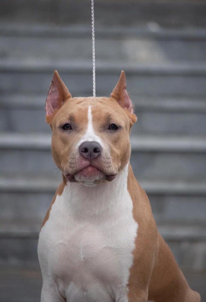 Only bride composition | American Staffordshire Terrier 