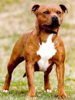 HELLENA OF CANTERBURY | Staffordshire Bull Terrier 