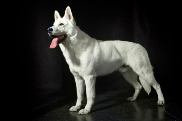 Bai Bahsy Jerom Sen Simon | White Swiss Shepherd Dog 