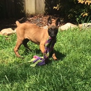 Daniels ______________________ | Belgian Malinois 
