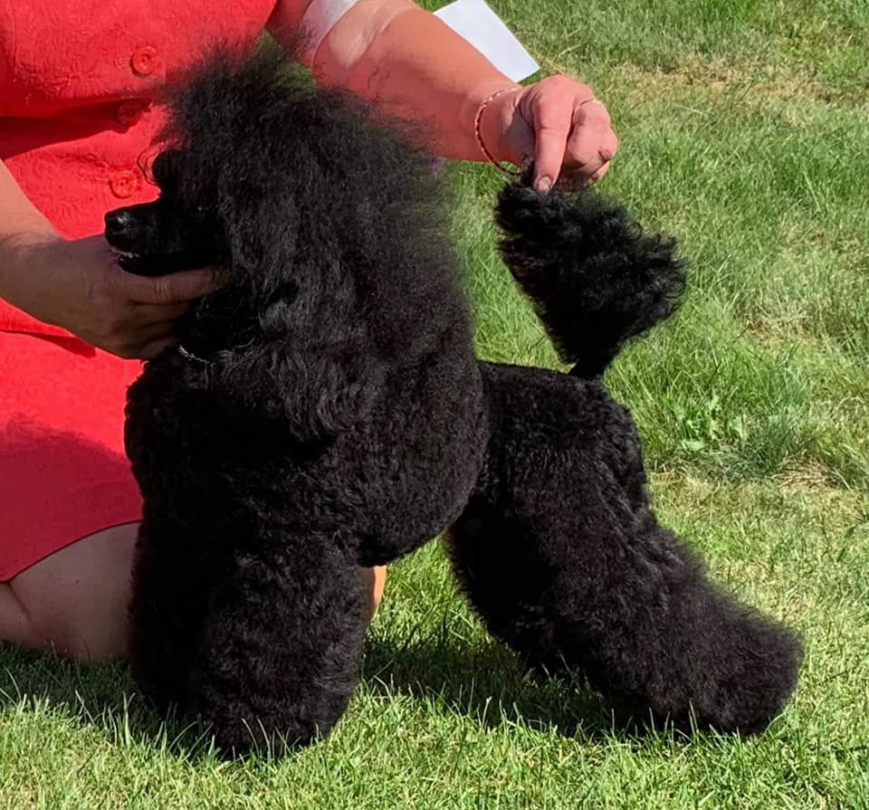 Sotto Voce Never Say Never | Poodle 