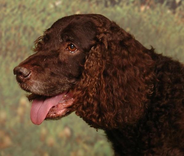 Li'l Brownies Northern Theo | American Water Spaniel 