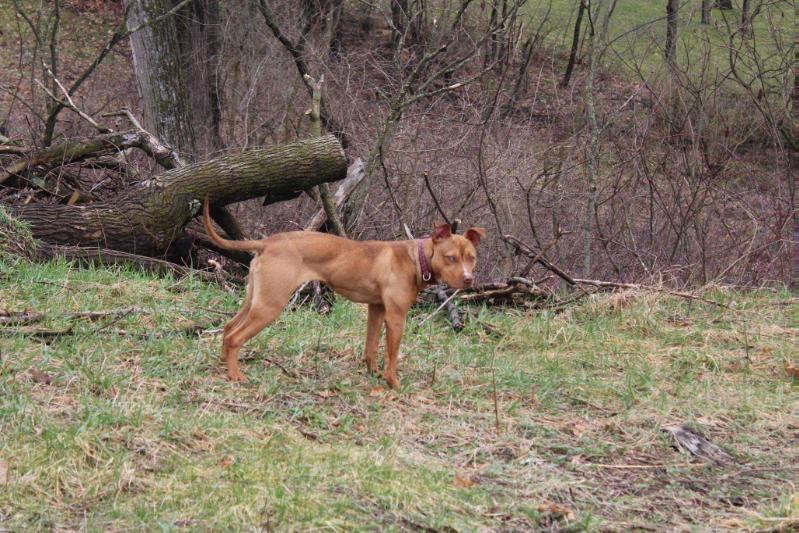 GWLK's Devil in the Church | American Pit Bull Terrier 