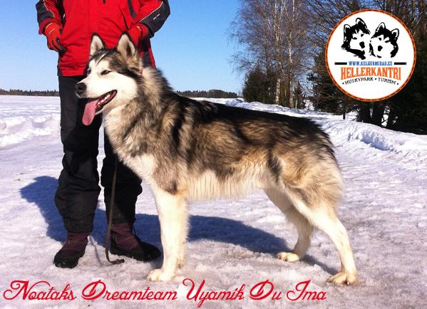 Noatak's Dreamteam Uyamik Du Ima | Alaskan Malamute 