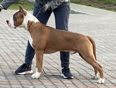 Galahard Knight of the Camelot | American Staffordshire Terrier 