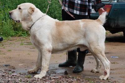 Enish Baho | Central Asian Shepherd Dog 