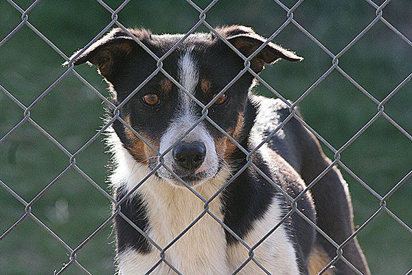 RLA Peggy Sue ABC 421701 | Border Collie 