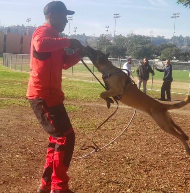 Kross of Tucker Kennel | Belgian Malinois 