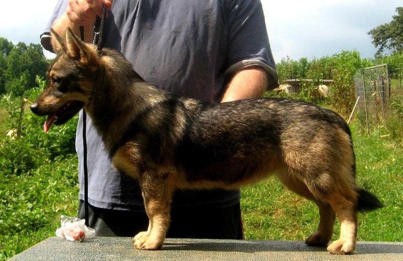 Hightower Suddanly Queen Of The Hill | Swedish Vallhund 