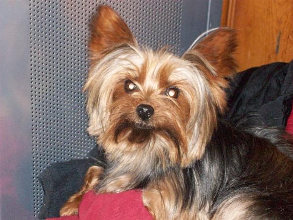 Sir William of Yorkshire Hill | Yorkshire Terrier 