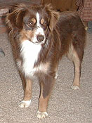 Bluegrass Calamity Jane | Australian Shepherd 
