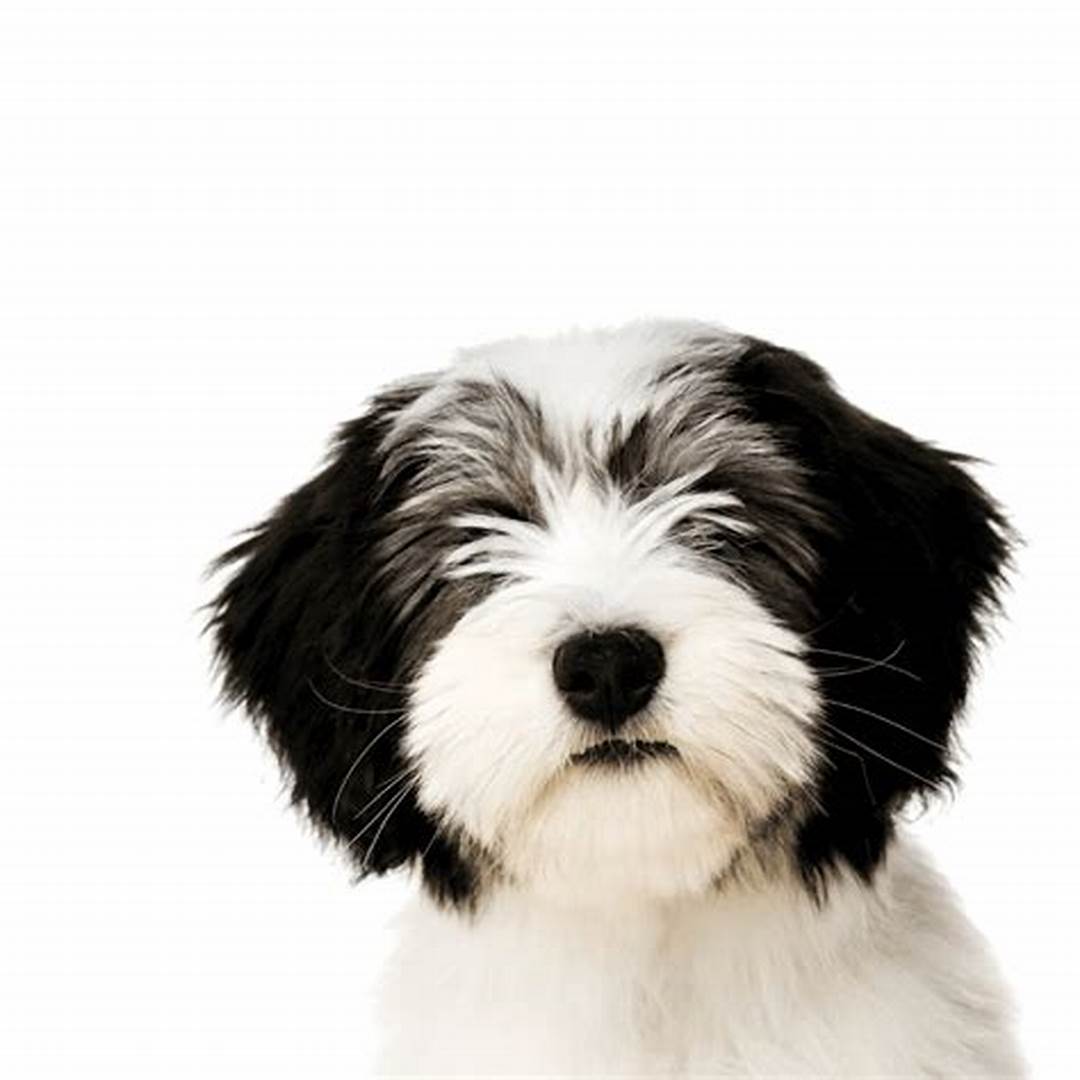Polish Lowland Sheepdog
