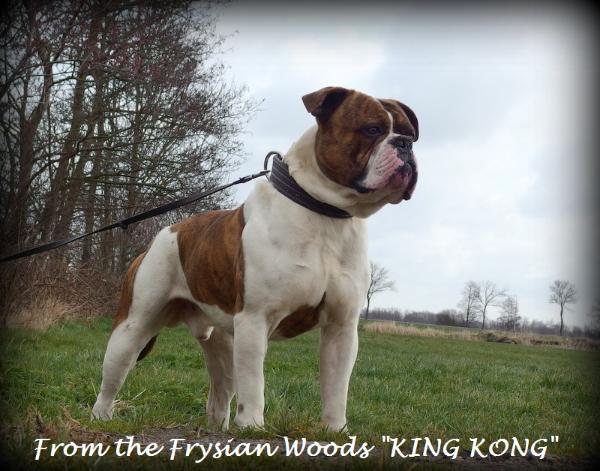 From Frysian Woods KINGKONG | American Bulldog 