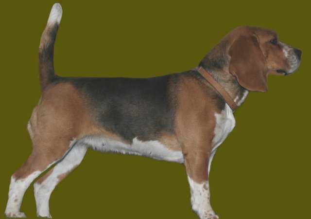 Jackielux | Beagle 