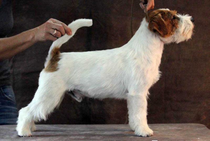 All Jacks Novecento | Jack Russell Terrier 