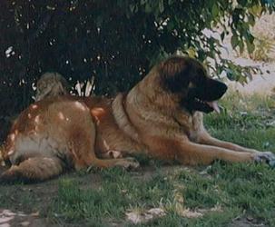 Branka Cavis Leonis | Leonberger 