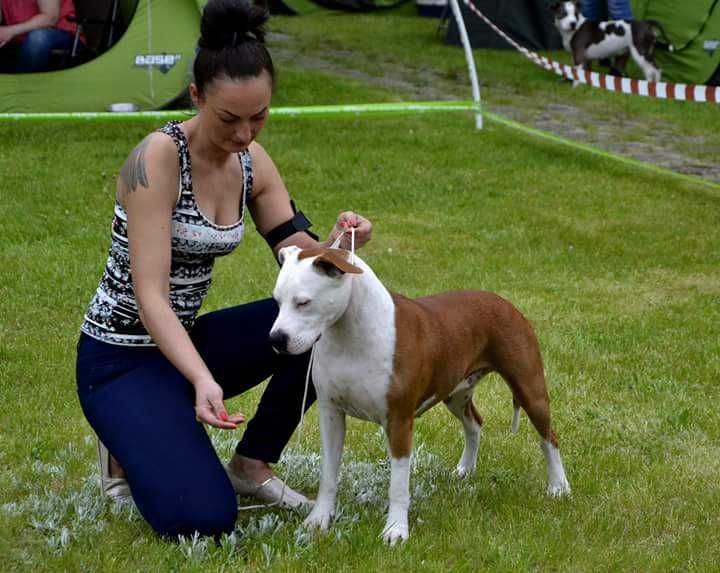 Cetch Me If You Can Temperamente Staff | American Staffordshire Terrier 