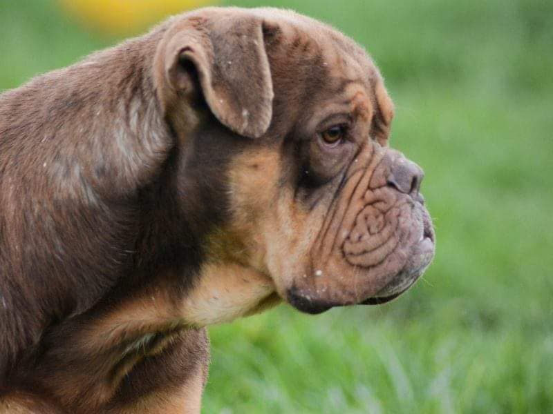 Bourgui'Bullz Norbert | Olde English Bulldogge 