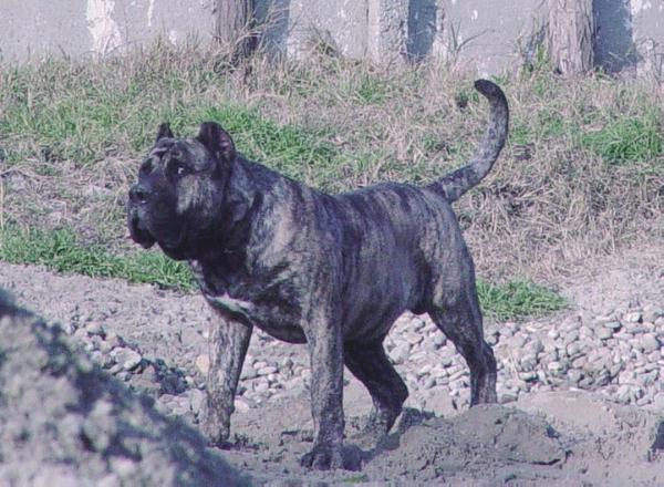 Hulk Medok | Perro de Presa Canario 