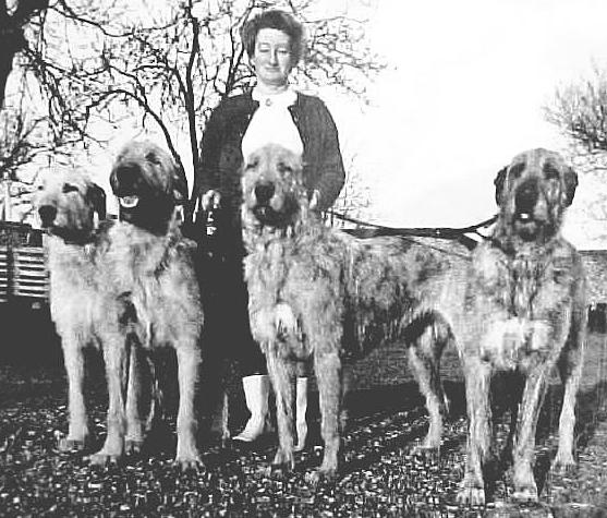 Petasmeade Chant | Irish Wolfhound 