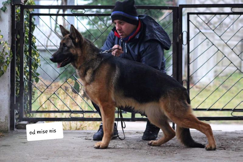 Holly od Mise Nis | German Shepherd Dog 