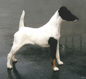Yucon od Rytire Malovce | Smooth Fox Terrier 