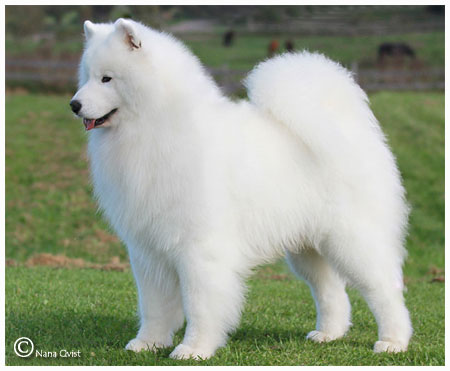 Cabaka's Robbie of Cool Cat | Samoyed 