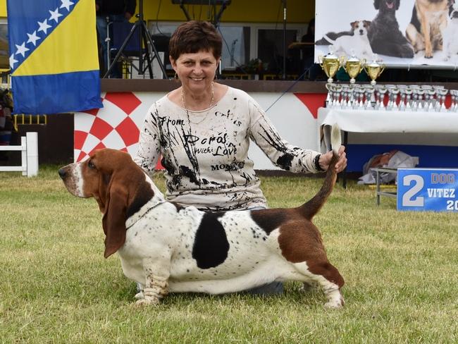 Tamsin Queen´s Hermelín | Basset Hound 