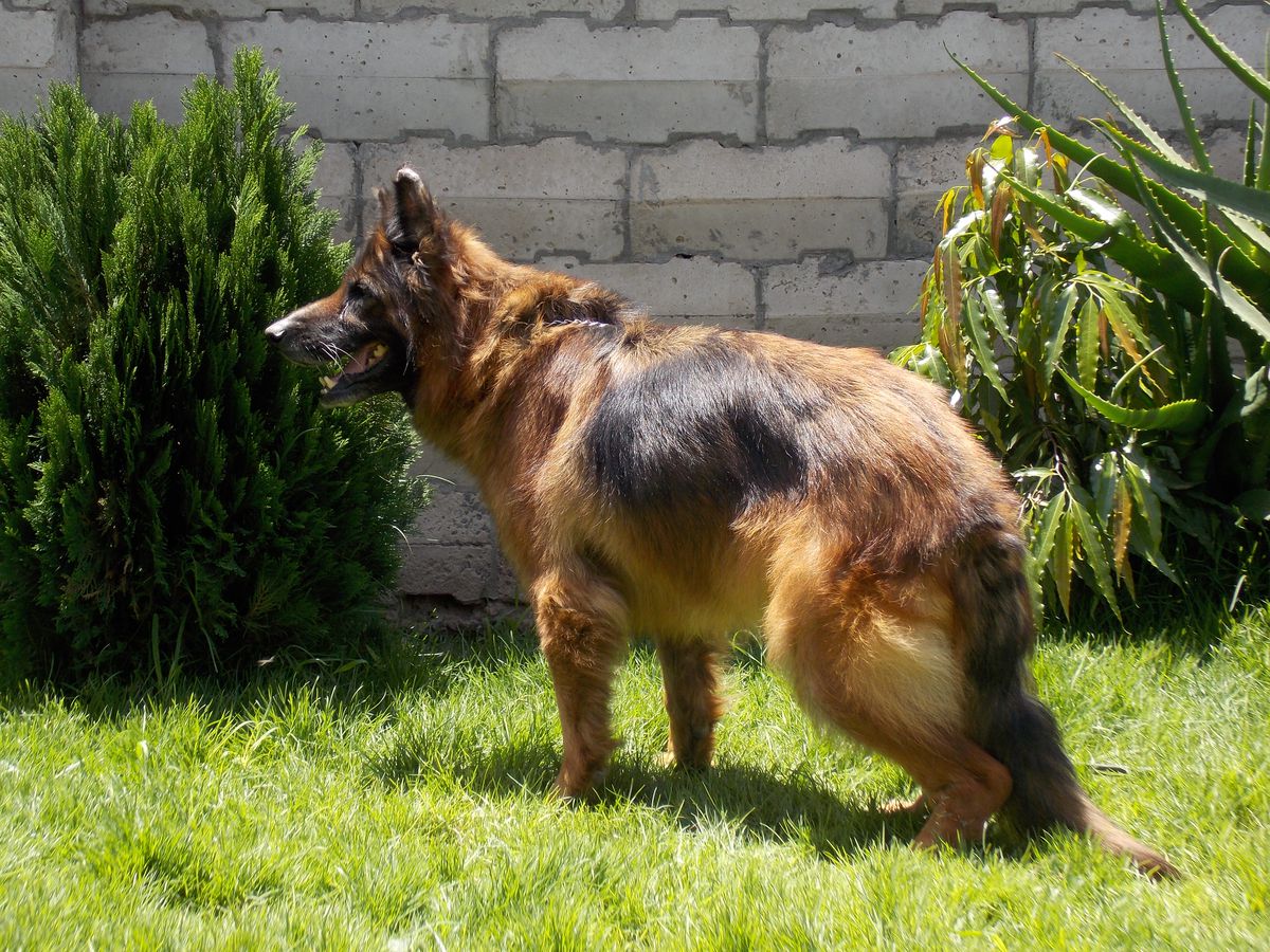 Doeland Farina at Athyvine | German Shepherd Dog 