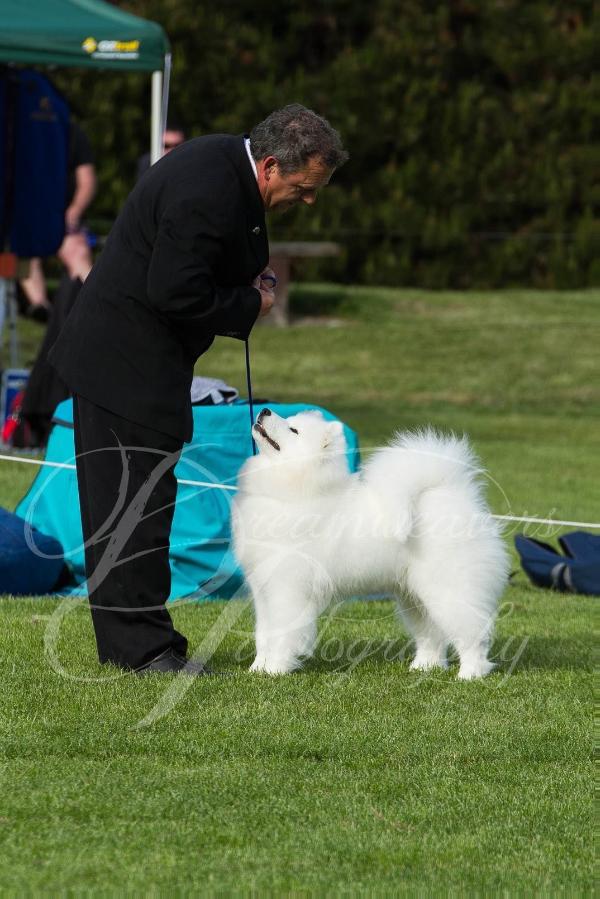 Lealsam Lead The Way | Samoyed 