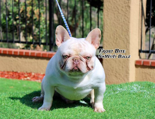 Sik Wit It Frost Bite | French Bulldog 