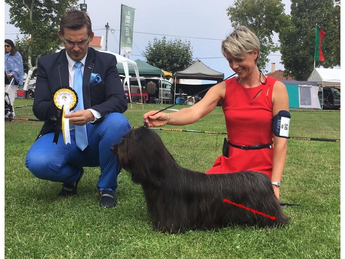 L'Effrontee-Lolita-Lempicka-Joey des Vallees Engissoises | Skye Terrier 