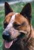 OLMAN DROVERS BOY | Australian Cattle Dog 