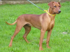 NADJA vom Awarenring | German Pinscher 