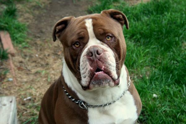 Clearbrook's Walter | Olde English Bulldogge 