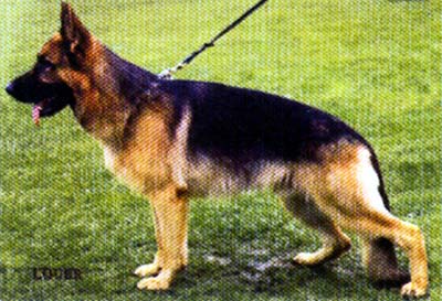 Yago vom Farbenspiel | German Shepherd Dog 