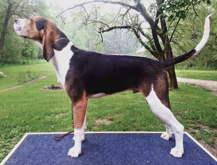 Heart Throb's Redneck Rampage | Treeing Walker Coonhound 