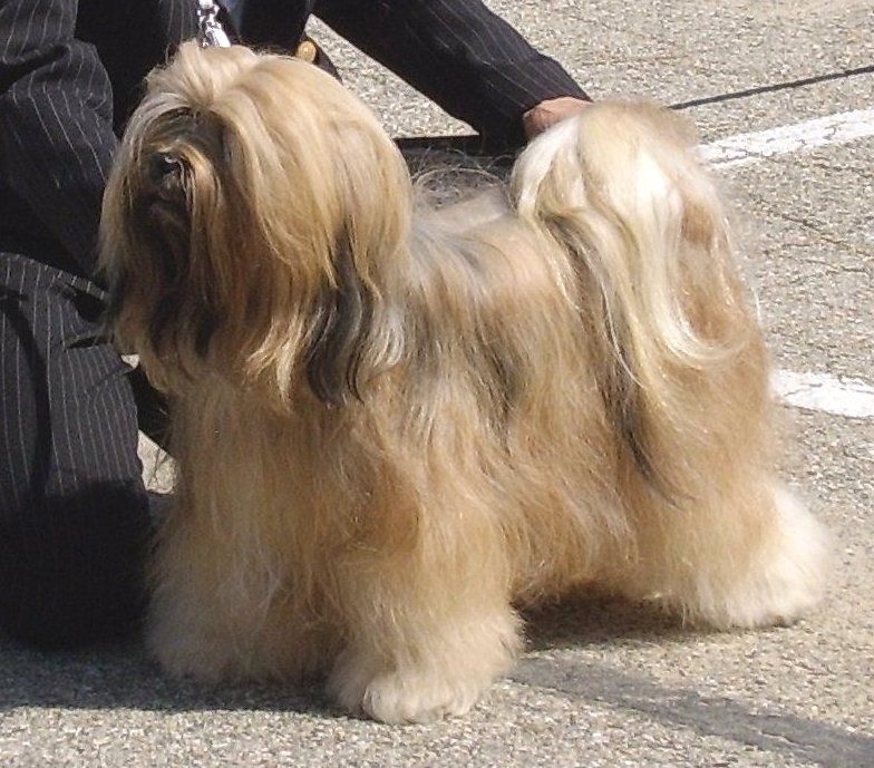 WANGTHANG PRINCESS SAMAYA JAMBA | Tibetan Terrier 