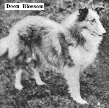 Doon Blossom | Rough Collie 