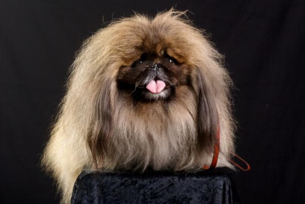 ZOLOTOI DRAKON Viliam Rey | Pekingese 