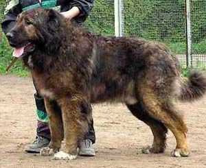 Orso Daur Don | Caucasian Mountain Dog 