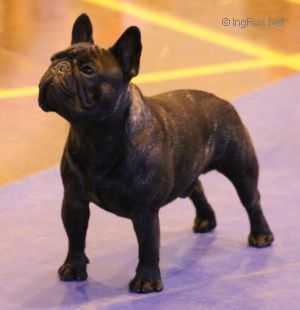 Kingfriend Mr Wow | French Bulldog 