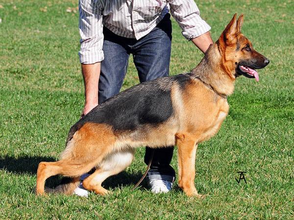 Osaka de Los Nazaríes | German Shepherd Dog 