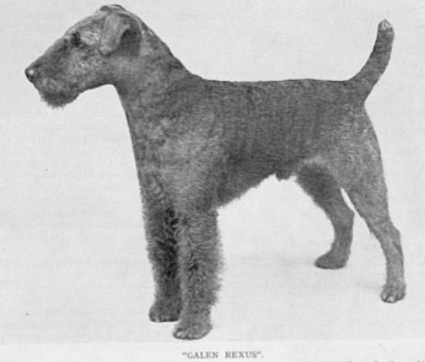 Galen Rexus | Welsh Terrier 