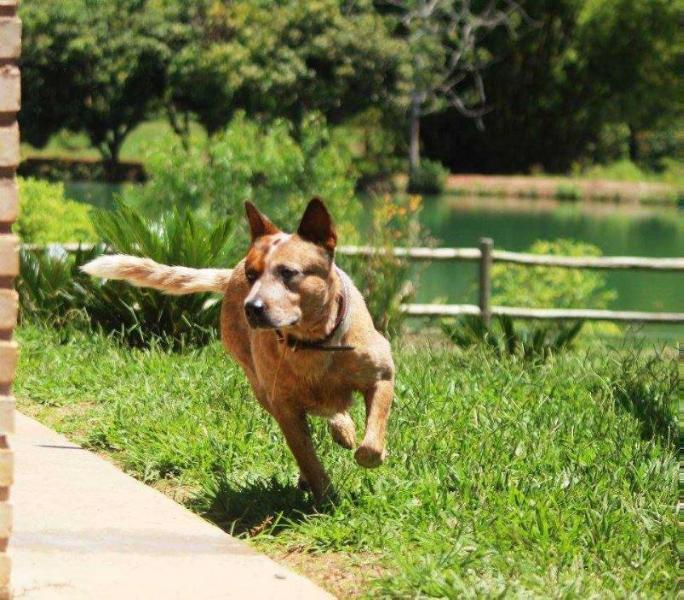 TONGARRIRO VERMELHO CIDABRO | Australian Cattle Dog 