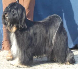 KASHI NOTORIOUS FROM ALILAH | Tibetan Terrier 